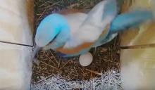 Az első szalakóta tojás (Forrás: Szalakóta fészekkamera